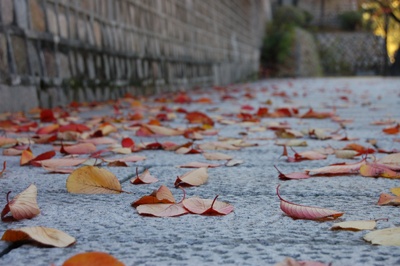 <청와대 앞 길, - 2006.11.11> Nikon D-50, Nikon 55-200mm, ISO 200, F 4.0