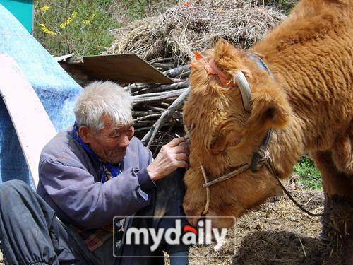 삼일절을 맞아 '워낭소리'가 200만 돌파의 기록을 작성할 것이라는 기사